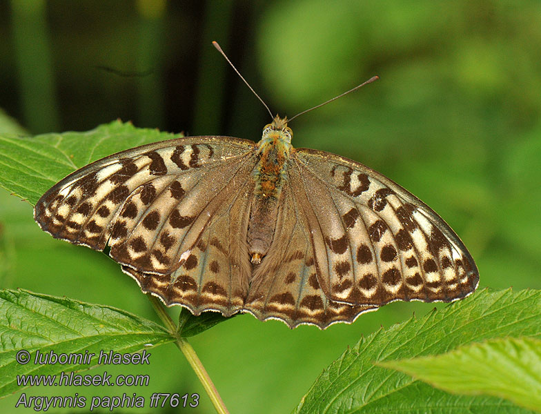 Keisarinviitta Argynnis paphia