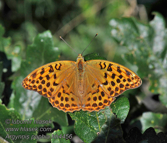 Tabac Espagne Argynnis paphia