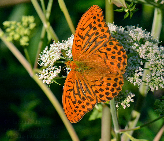 Perleťovec stříbropásek Argynnis paphia