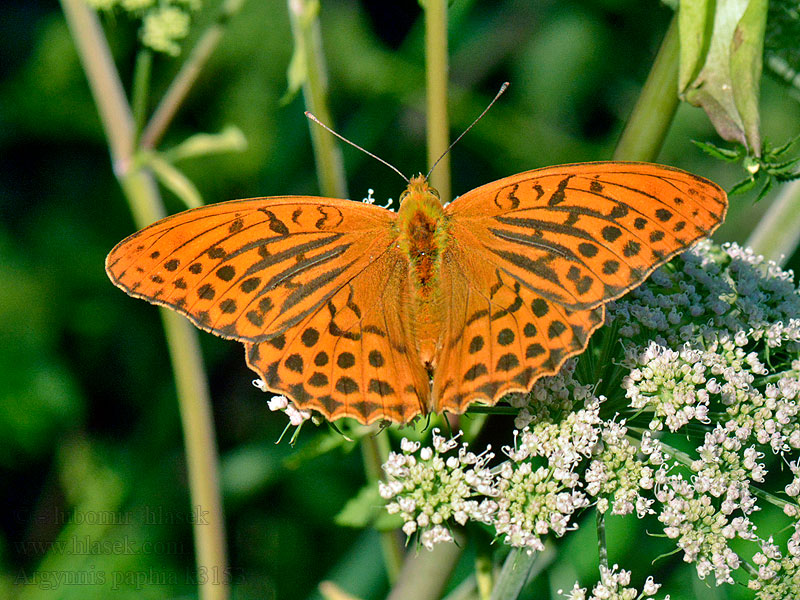 Перламутровка лесная Argynnis paphia