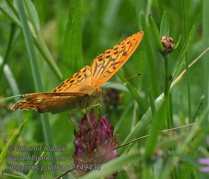 Keizersmantel Argynnis paphia