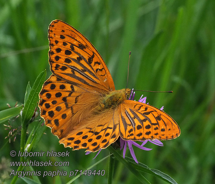 Tabacco Spagna Argynnis paphia