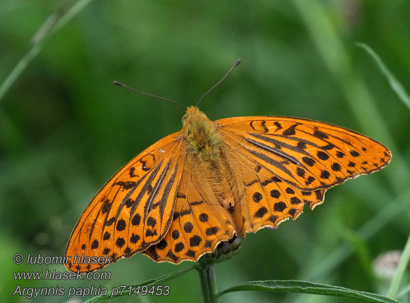 Перламутровка лесная Argynnis paphia