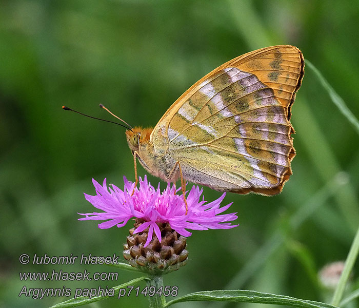 Perleťovec stříbropásek Argynnis paphia