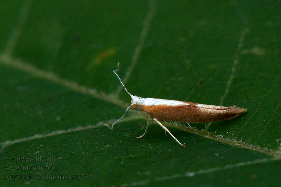 Argyresthia albistria Molovka trnková Priadzovček trnkový