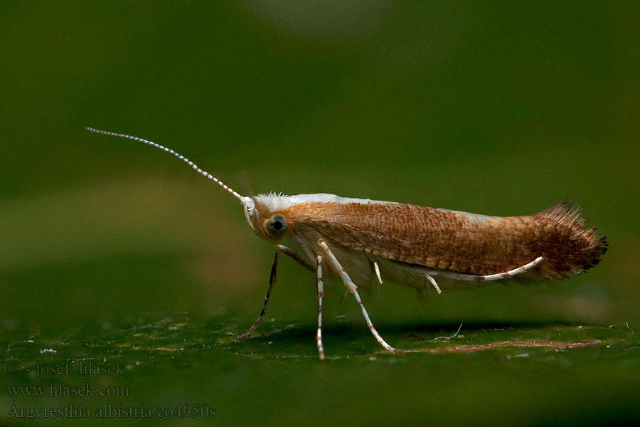 Argyresthia albistria Моль почковая березовая Sleedoornpedaalmot