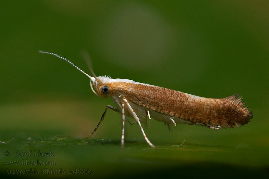 Argyresthia albistria Kökényfúró aranymoly Rödbrun slånknoppmal