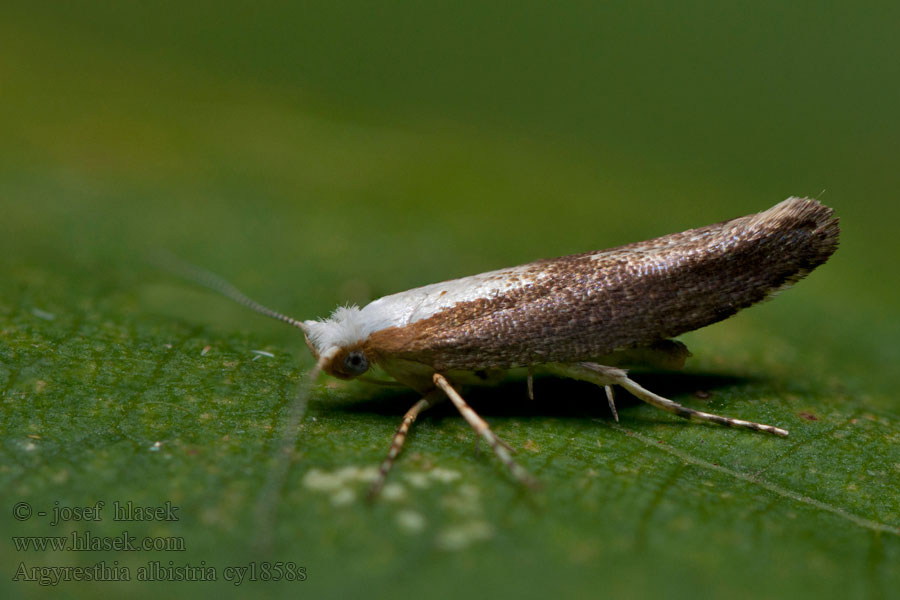 Molovka trnková Argyresthia albistria