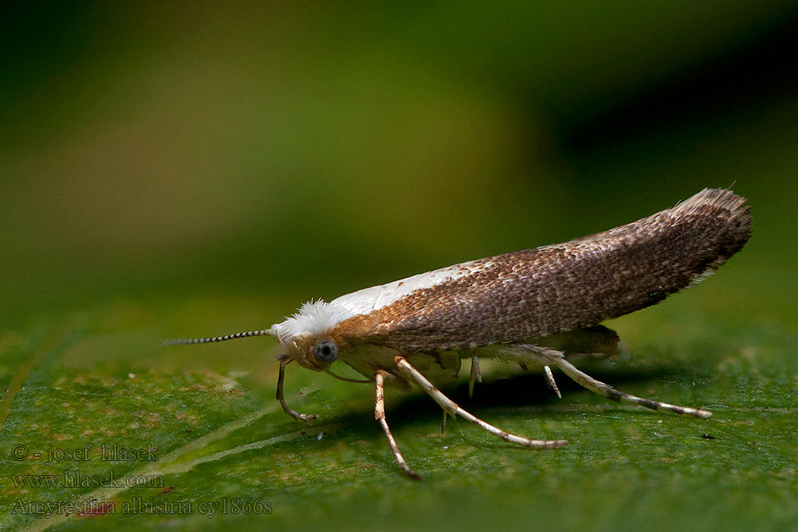 Molovka trnková Argyresthia albistria