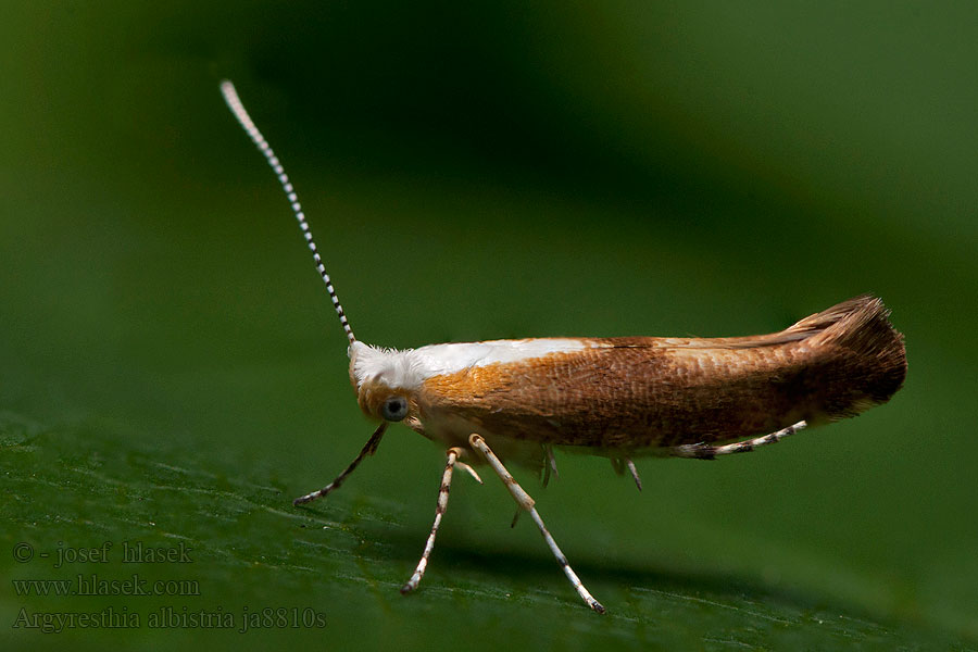 Моль почковая березовая Sleedoornpedaalmot Argyresthia albistria