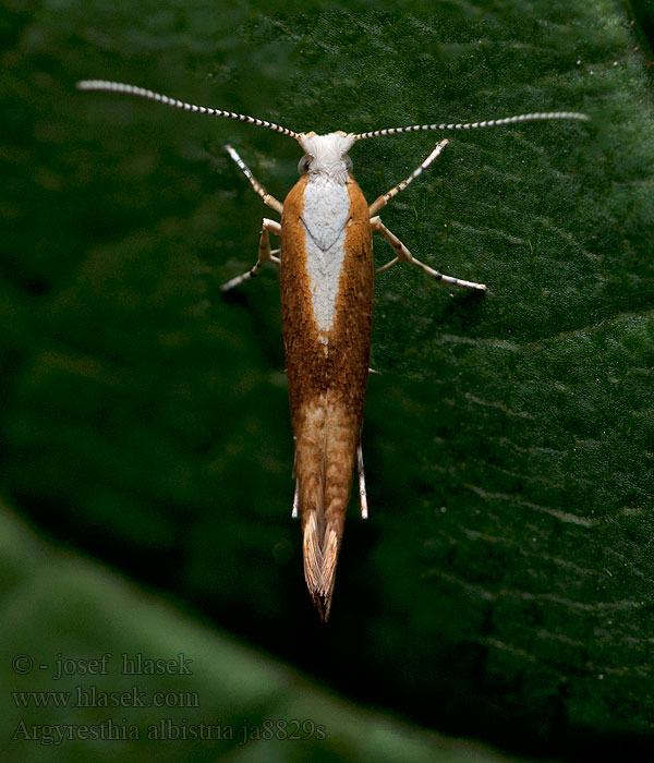 Argyresthia albistria