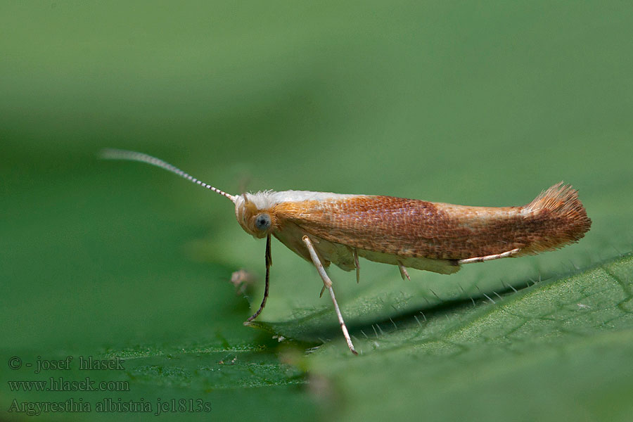 Kökényfúró aranymoly Rödbrun slånknoppmal Argyresthia albistria