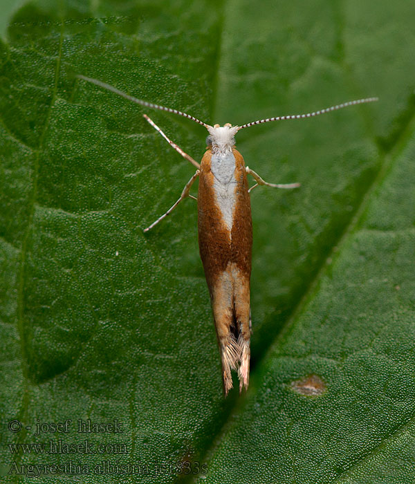 Моль почковая березовая Sleedoornpedaalmot Argyresthia albistria