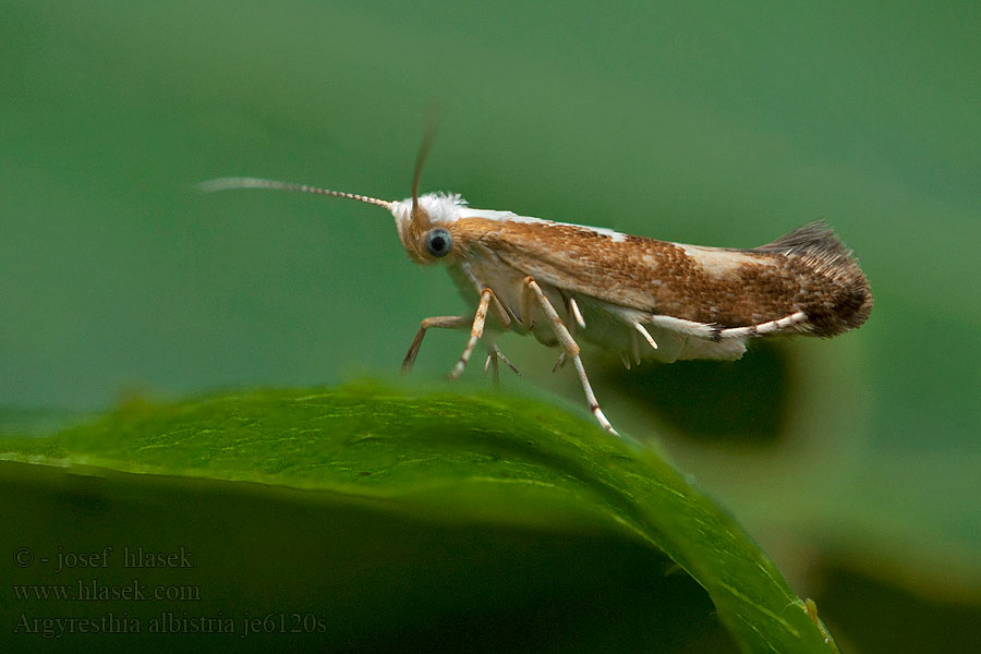 Molovka trnková Priadzovček trnkový Argyresthia albistria