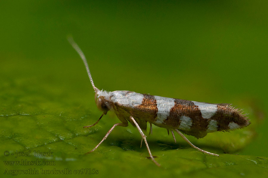 Argyresthia brockeella Molovka březová Gold-ribbon Argent