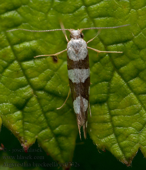 Argyresthia brockeella Priadzovček Brockeho Sierlijke pedaalmot