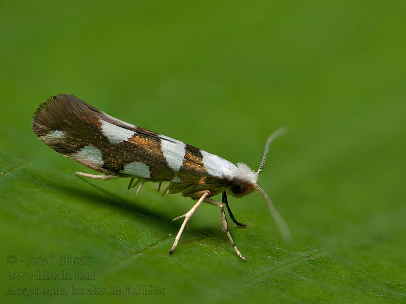 Björkknoppmal Birkeknopmøl Argyresthia brockeella