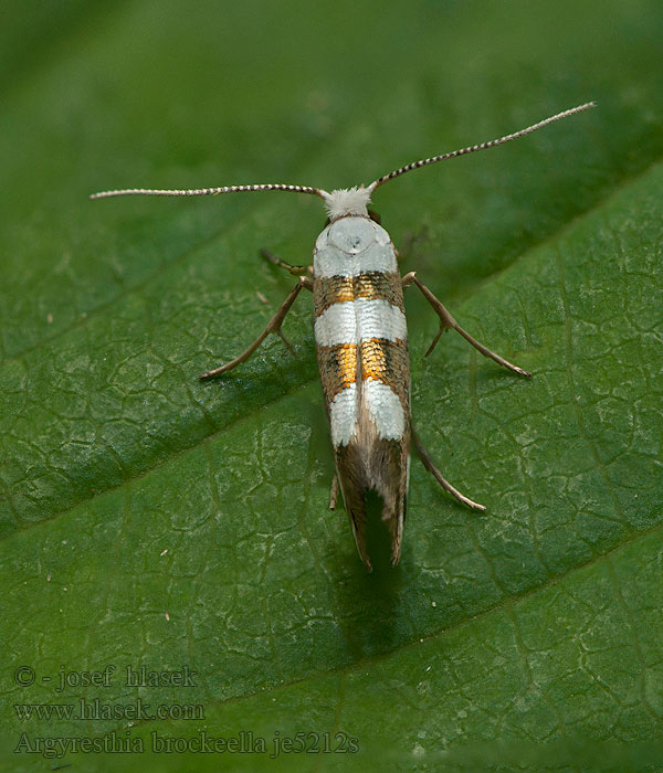 Nyírrügyfúró aranymoly Argyresthia brockeella