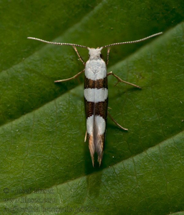 Priadzovček Brockeho Sierlijke pedaalmot Argyresthia brockeella