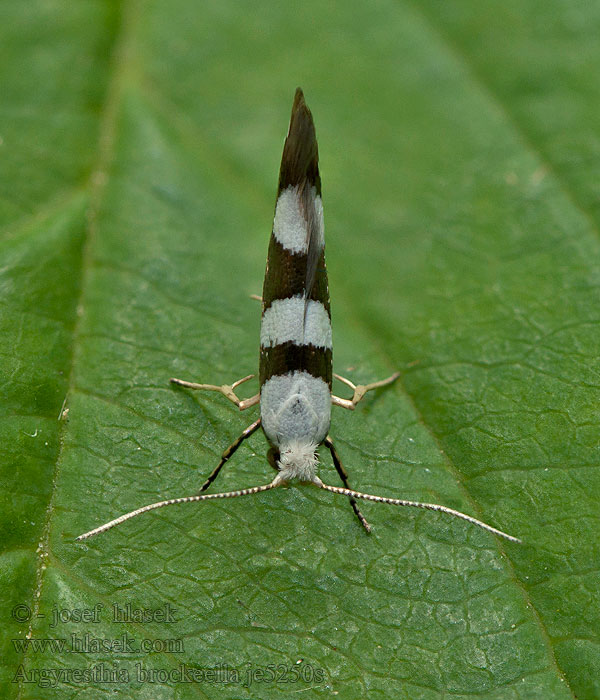 Gold-ribbon Argent Argyresthia brockeella