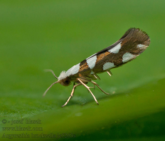 Molovka březová Argyresthia brockeella