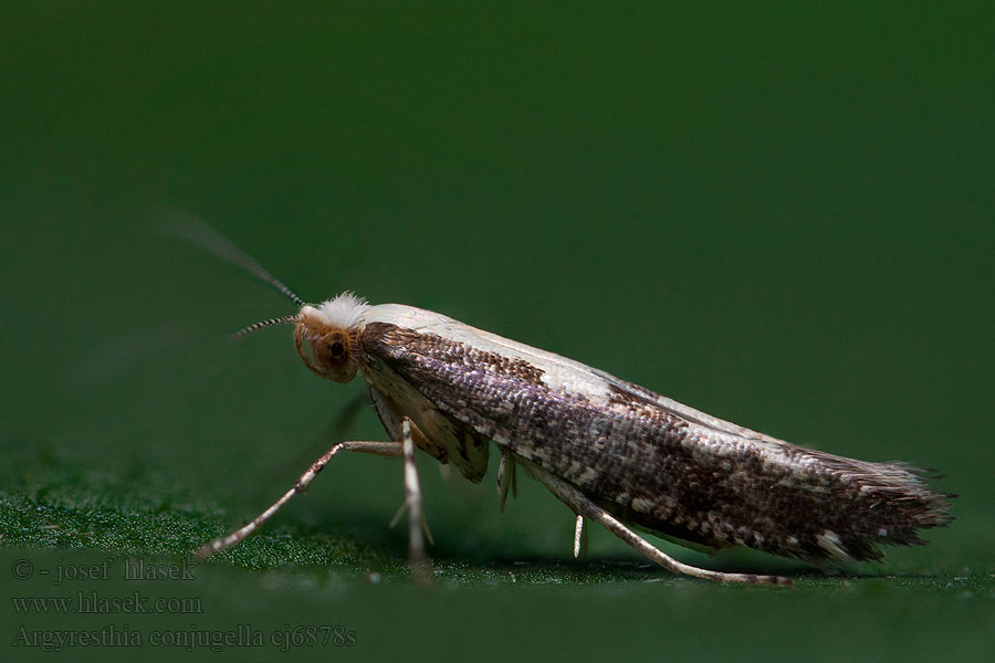 Argyresthia conjugella Рябинная моль Liścinek jarzębiaczek