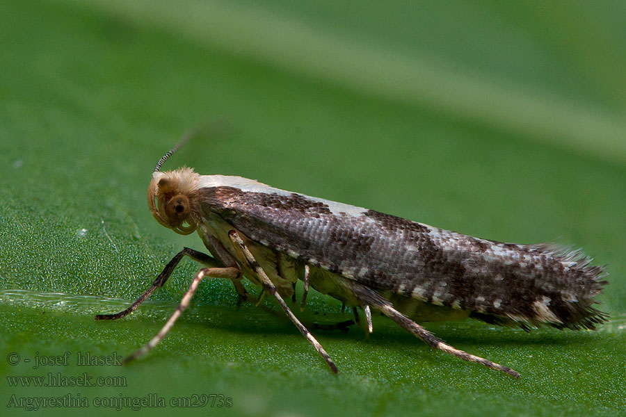 Apple Fruit Moth Priadzovček jarabinový Teigne pommes