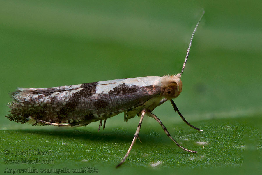 Argyresthia conjugella Molovka jablečná Ebereschenmotte