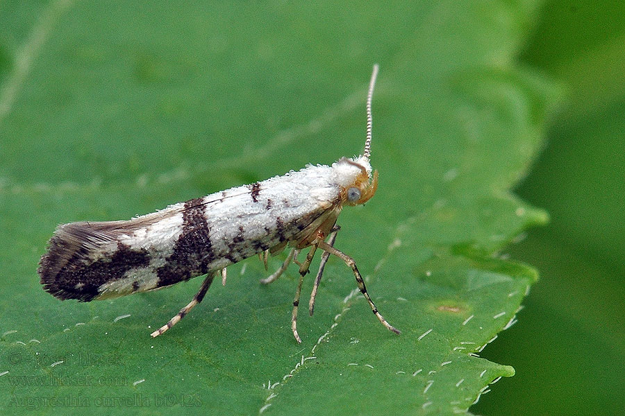 Argyresthia curvella Molovka jabloňová Apfelblüten-Motte