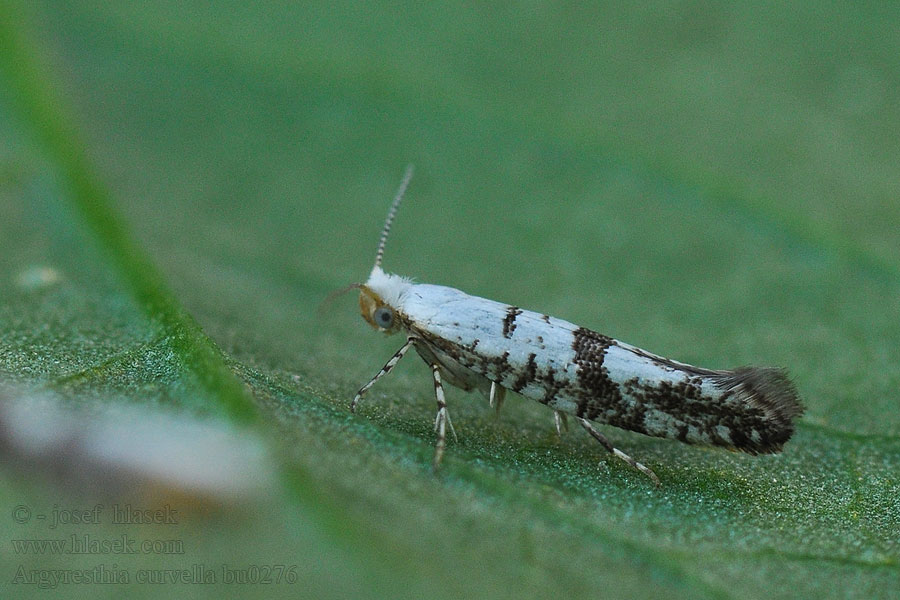 Argyresthia curvella Brindled Argent Priadzovček jabloňový