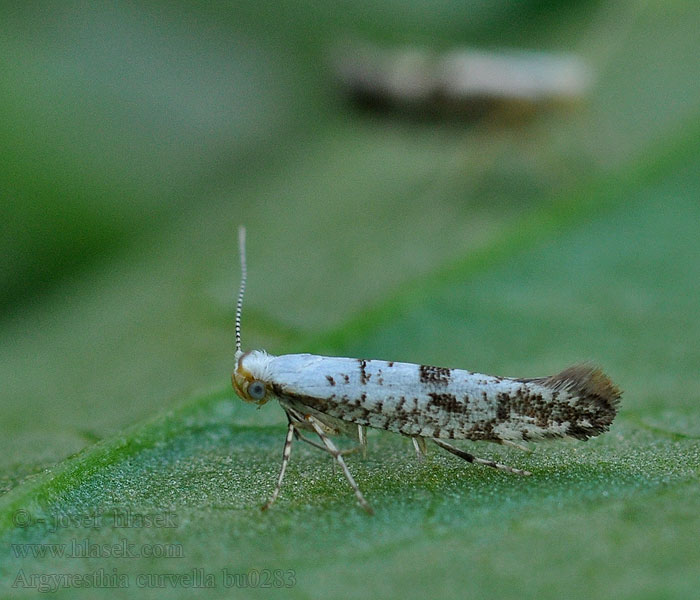 Argyresthia curvella Appelpedaalmot Almabimbófúró aranymoly