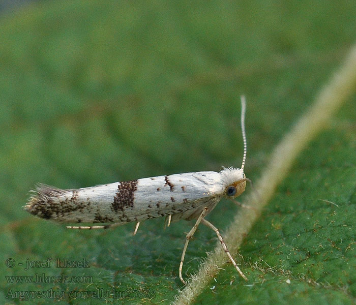 Argyresthia curvella Omenatarhakoi Äppelknoppmal Æbleknopmøl