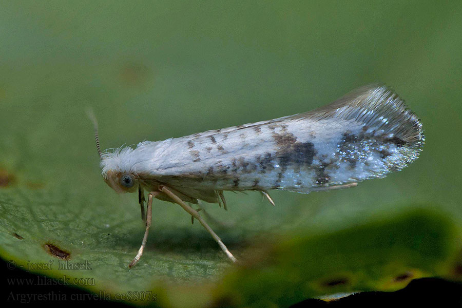 Molovka jabloňová Argyresthia curvella