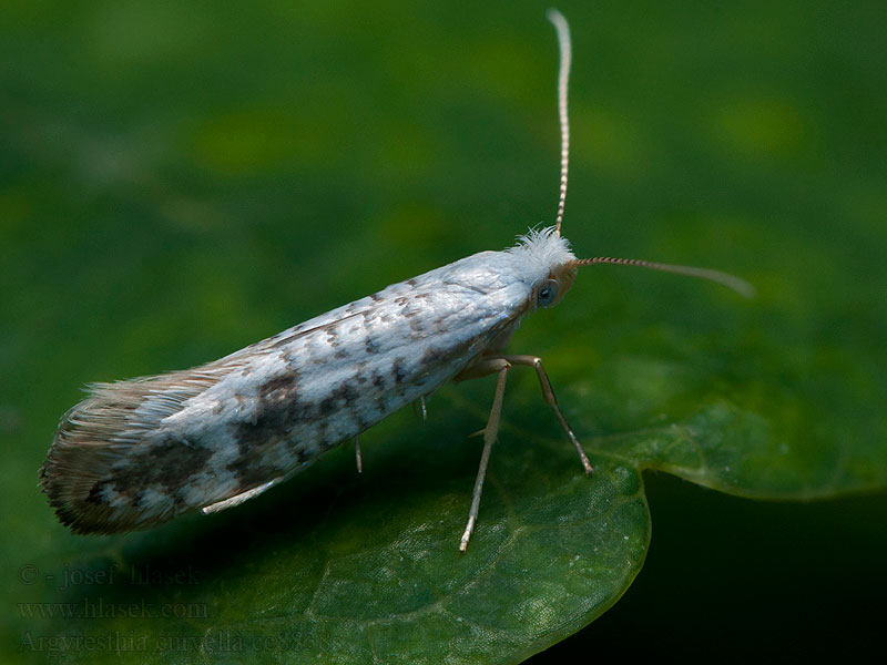 Apfelblüten-Motte Argyresthia curvella