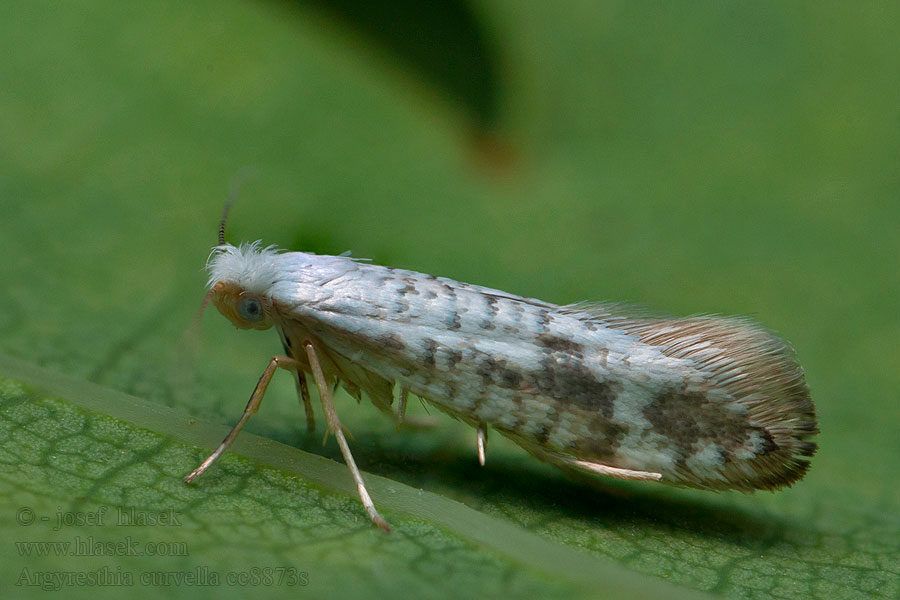 Brindled Argent Argyresthia curvella