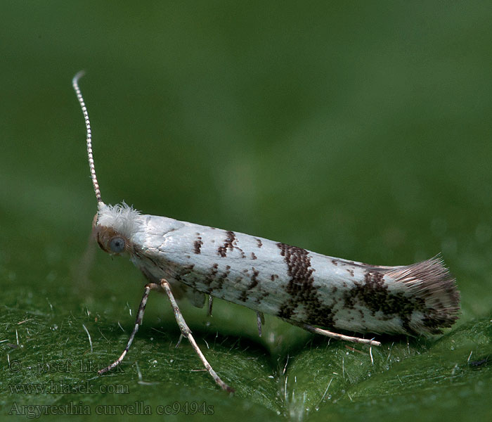 Priadzovček jabloňový Argyresthia curvella