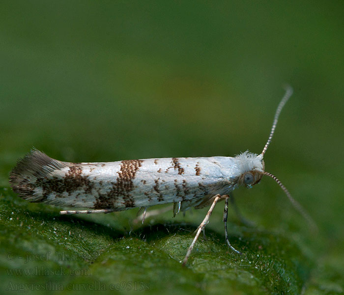 Appelpedaalmot Argyresthia curvella