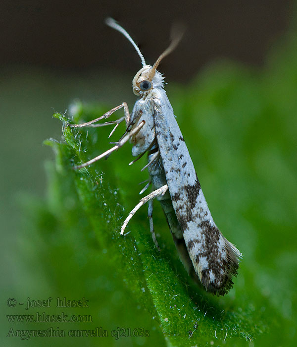 Argyresthia curvella