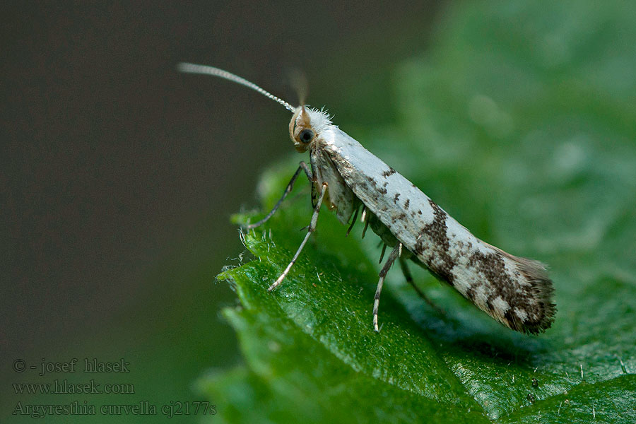 Argyresthia curvella