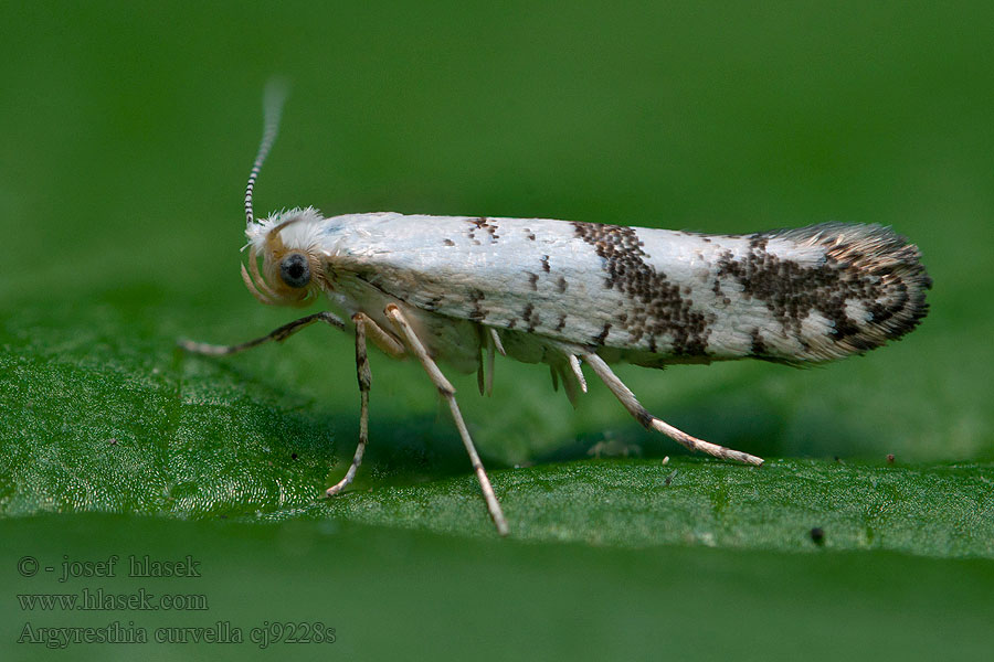 Argyresthia curvella