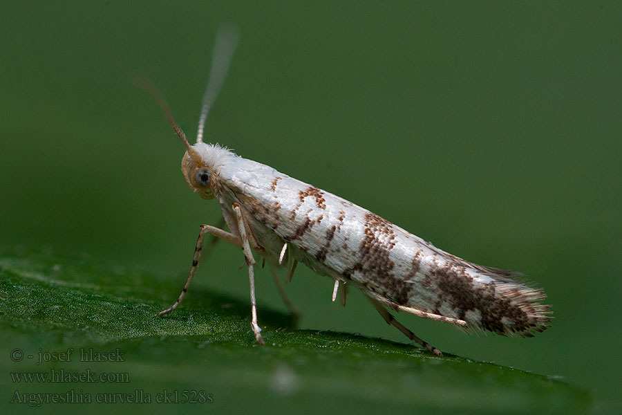 Argyresthia curvella