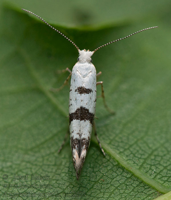 Argyresthia curvella