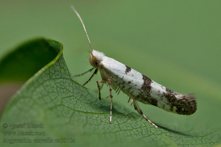 Argyresthia curvella