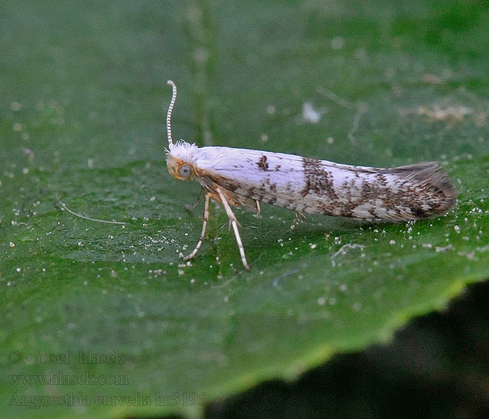 Almabimbófúró aranymoly Argyresthia curvella