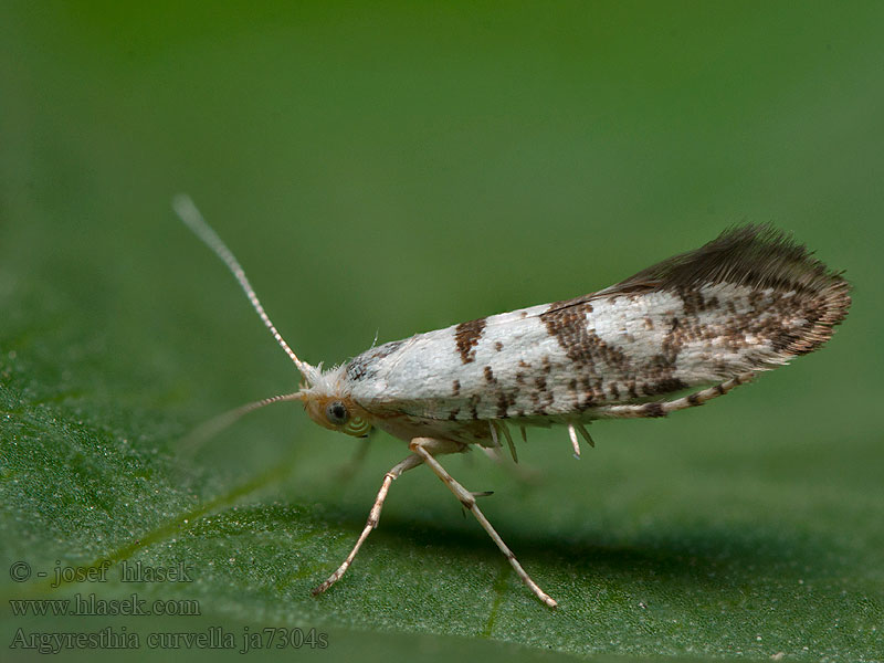 Apfelblüten-Motte Brindled Argent Argyresthia curvella