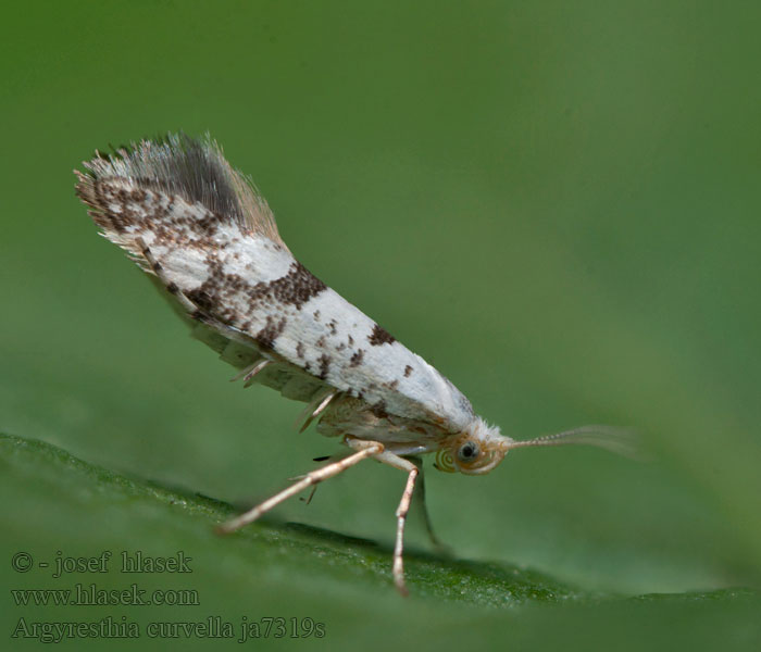 Priadzovček jabloňový Argyresthia curvella