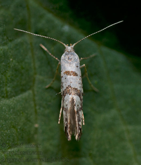 Appelpedaalmot Almabimbófúró aranymoly Argyresthia curvella