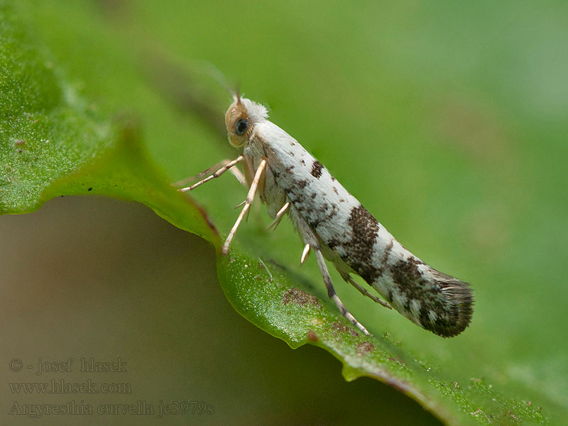 Omenatarhakoi Äppelknoppmal Argyresthia curvella