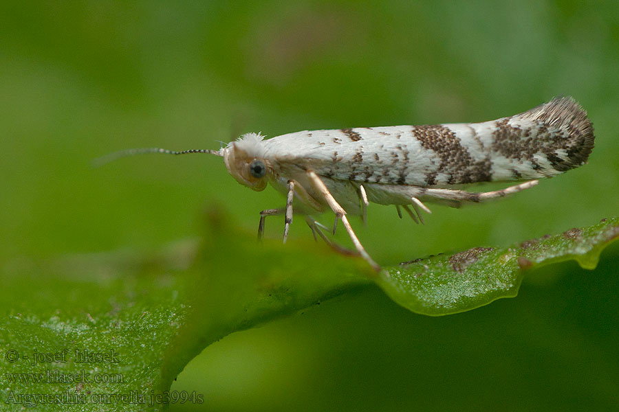 Æbleknopmøl Argyresthia curvella