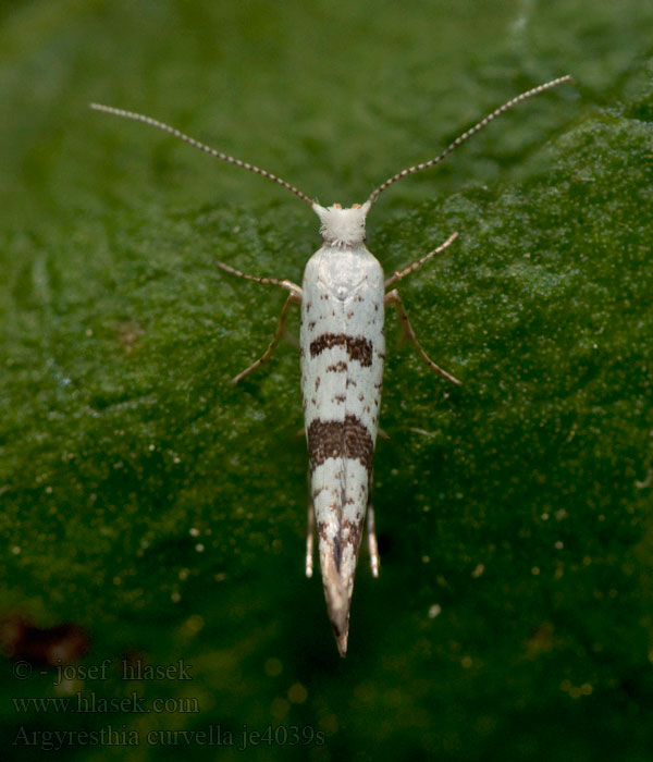 Molovka jabloňová Argyresthia curvella